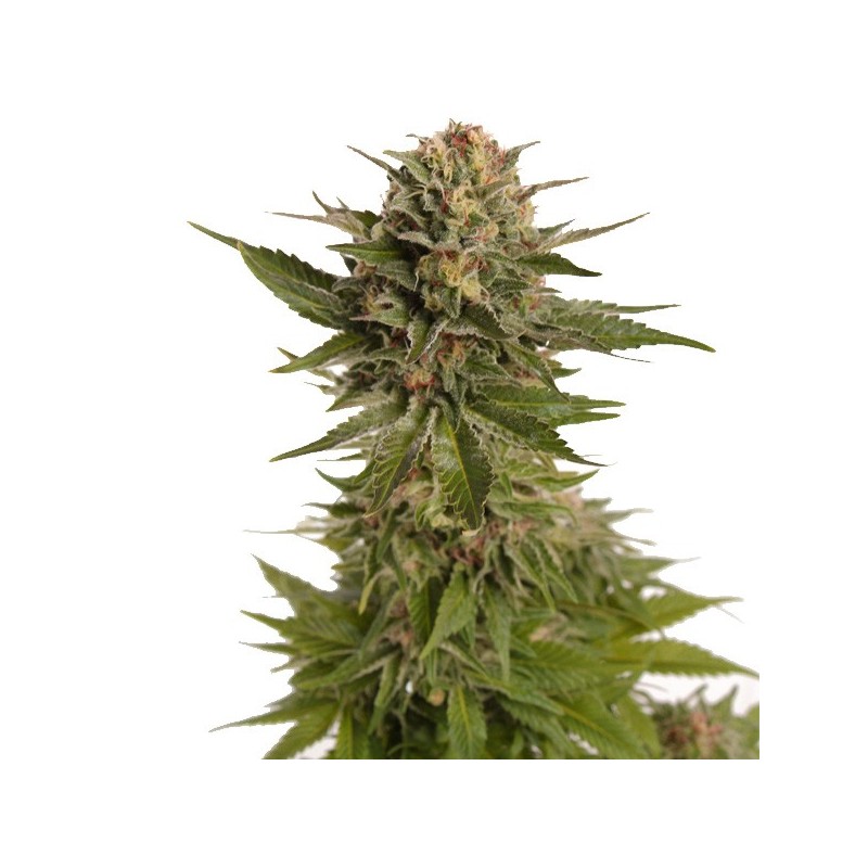 Strawberry Lemon Kush - Hollands High Seeds | Autoflowering Strawberry Lemon Kush - Hollands High Seeds | Autoflowering