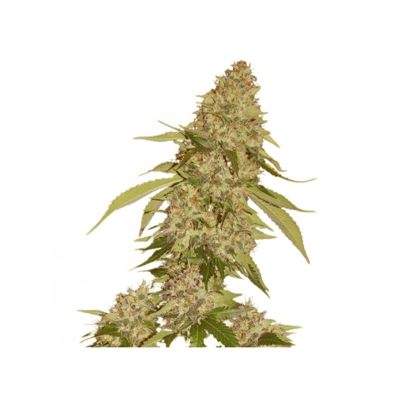 Candy Kush Banana - Hollands High Seeds | Feminized