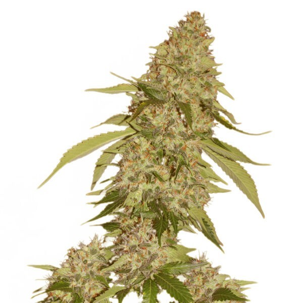 Candy Kush Banana - Hollands High Seeds | Feminized