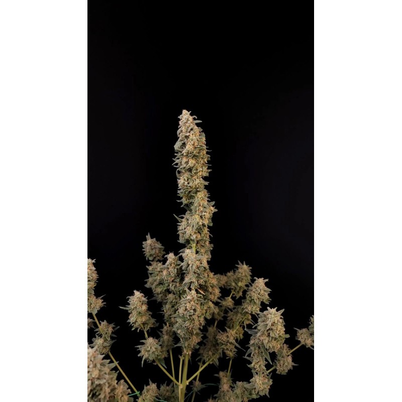 Critical - Fast Buds Seeds | Autoflower Cannabis Seeds