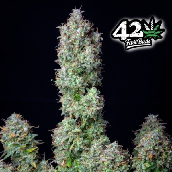 Russian - Fast Buds Seeds | Autoflower