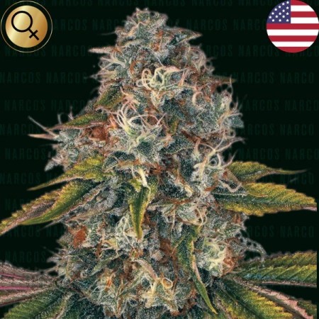Sword of Bolivar - Narcos Seeds | Feminized Cannabis Seeds