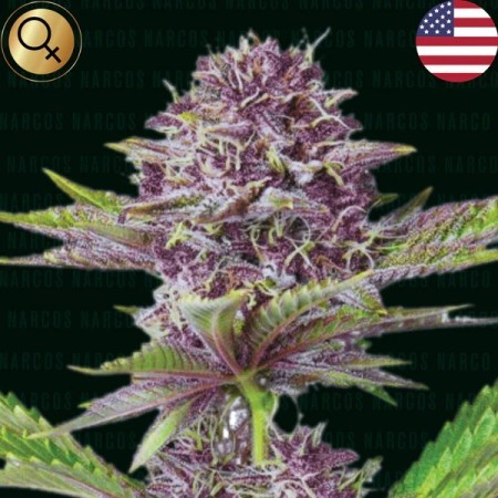 Sabroso Cherry - Narcos Seeds | Feminized Cannabis Seeds