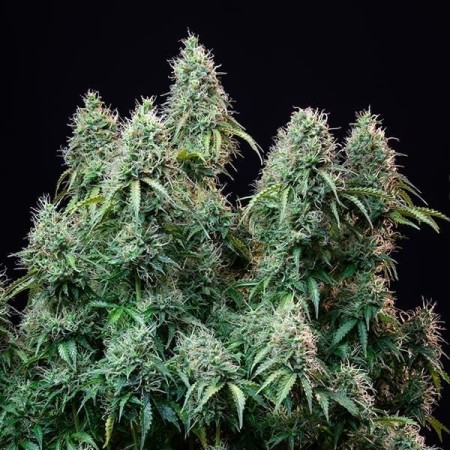 Amnesia Haze - Royal Queen Seeds | Autoflowering Cannabis Seeds Amnesia Haze - Royal Queen Seeds | Autoflowering Cannabis Seeds
