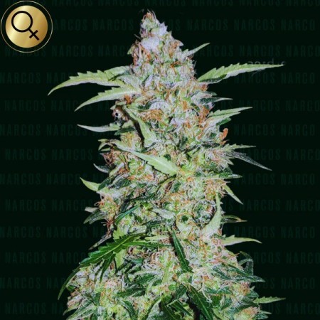 Popeyes Cookies - Narcos Seeds | Feminized Cannabis Seeds