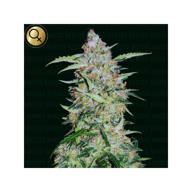 Popeyes Cookies - Narcos Seeds | Feminized Cannabis Seeds