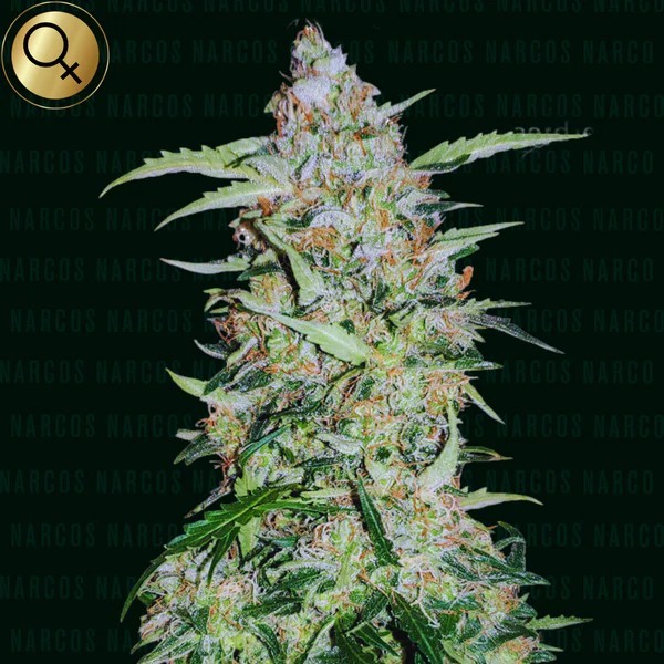 Popeyes Cookies - Narcos Seeds | Feminized