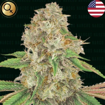 Medellin Mints - Narcos Seeds | Feminized Cannabis Seeds