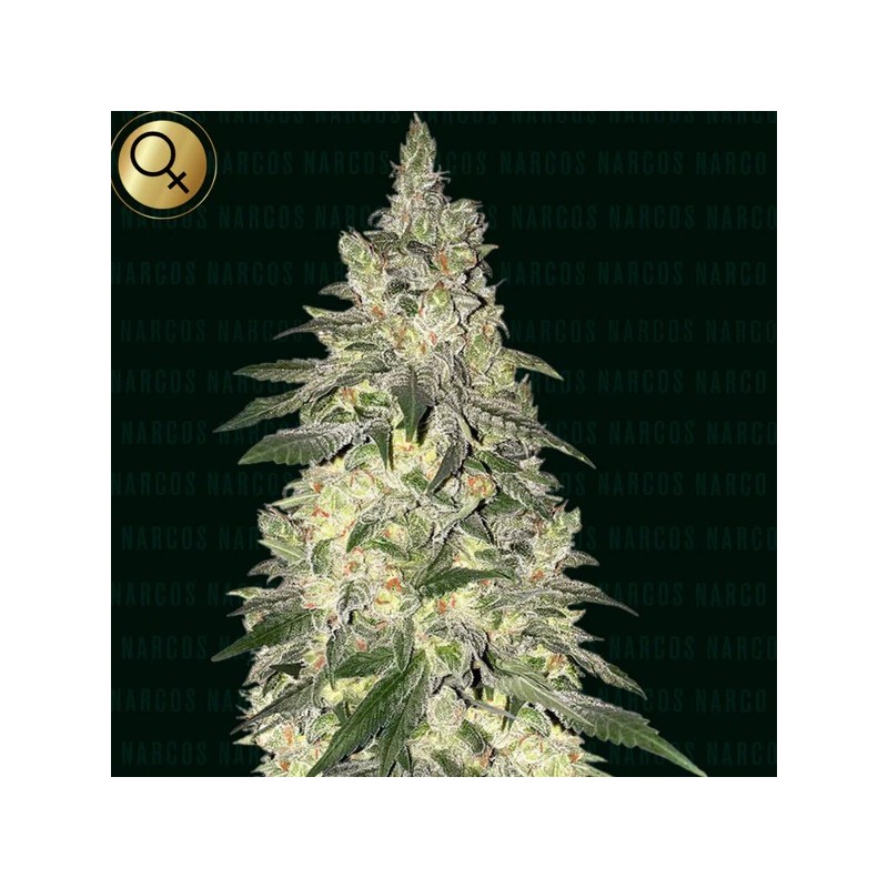 Kingping Kush - Narcos Seeds | Feminized Cannabis Seeds Kingping Kush - Narcos Seeds | Feminized Cannabis Seeds