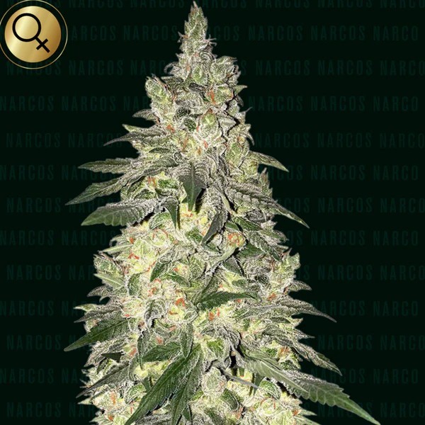 Kingping Kush - Narcos Seeds | Feminized