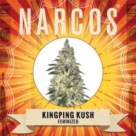 Kingping Kush - Narcos Seeds | Feminized Cannabis Seeds Kingping Kush - Narcos Seeds | Feminized Cannabis Seeds