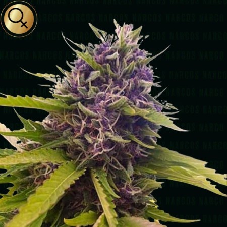Blackbeard - Narcos Seeds | Feminized Cannabis Seeds