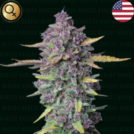 Sueno Purple Punch - Narcos Seeds | Autoflowering