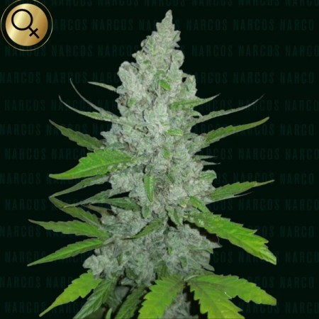 Griselda White Widow - Narcos Seeds | Feminized