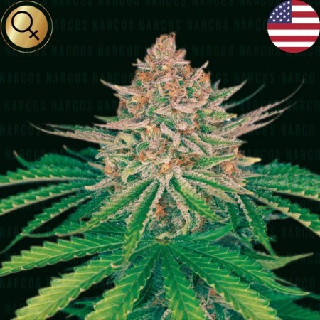 Strawberry Merengue - Narcos Seeds | Autoflowering