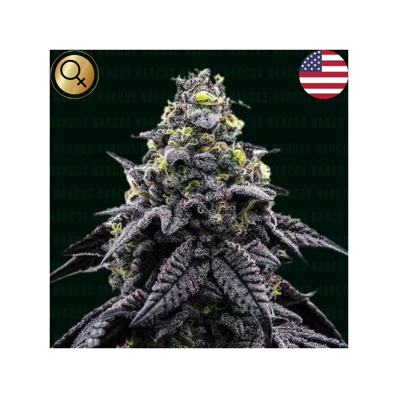 AK Automatico - Narcos Seeds | Autoflowering Cannabis Seeds