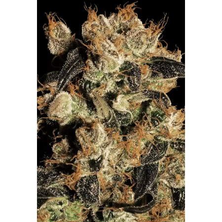 White Berry - Paradise Seeds | Feminized Cannabis Seeds