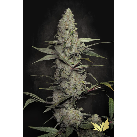 Wappa - Paradise Seeds | Feminized Cannabis Seeds
