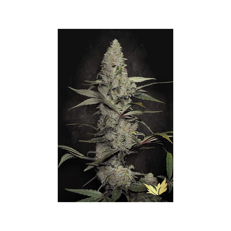 Wappa - Paradise Seeds | Feminized Cannabis Seeds Wappa - Paradise Seeds | Feminized Cannabis Seeds