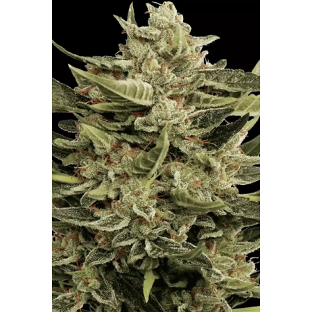 Vertigo - Paradise Seeds | Autoflowering Cannabis Seeds