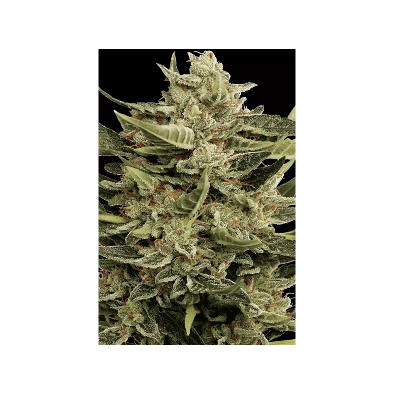 Vertigo - Paradise Seeds | Autoflowering Cannabis Seeds