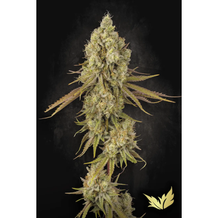 Tangerine Sorbet - Paradise Seeds | Feminized Cannabis Seeds