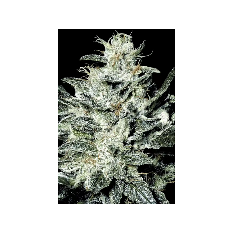 Sunset Paradise - Paradise Seeds | Feminized Cannabis Seeds Sunset Paradise - Paradise Seeds | Feminized Cannabis Seeds