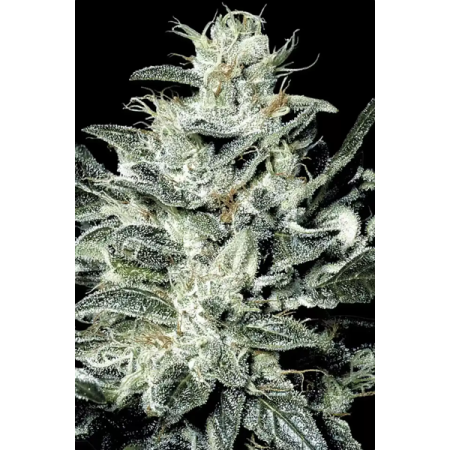 Sensi Star - Paradise Seeds | Feminized Cannabis Seeds