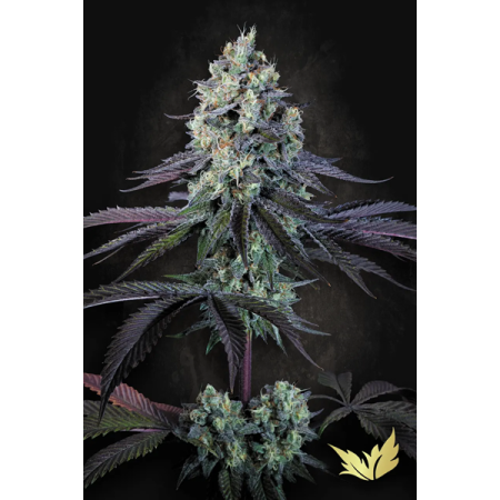 Purple Mints - Paradise Seeds | Feminized Cannabis Seeds