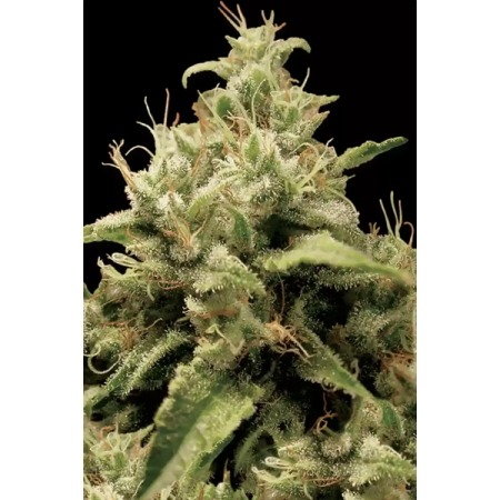 Opium - Paradise Seeds | Feminized Cannabis Seeds