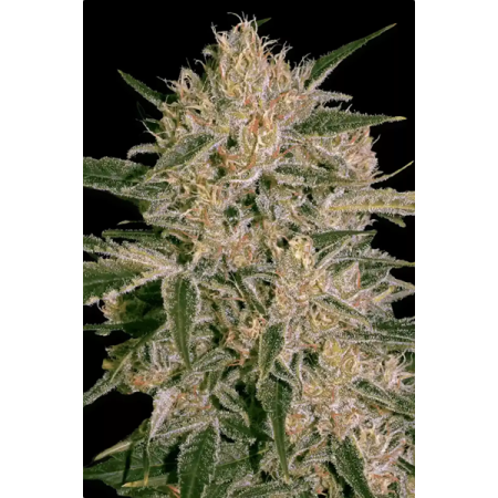 Nebula II - Paradise Seeds | CBD Cannabis Seeds