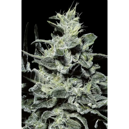 Nebula - Paradise Seeds | Feminized Cannabis Seeds