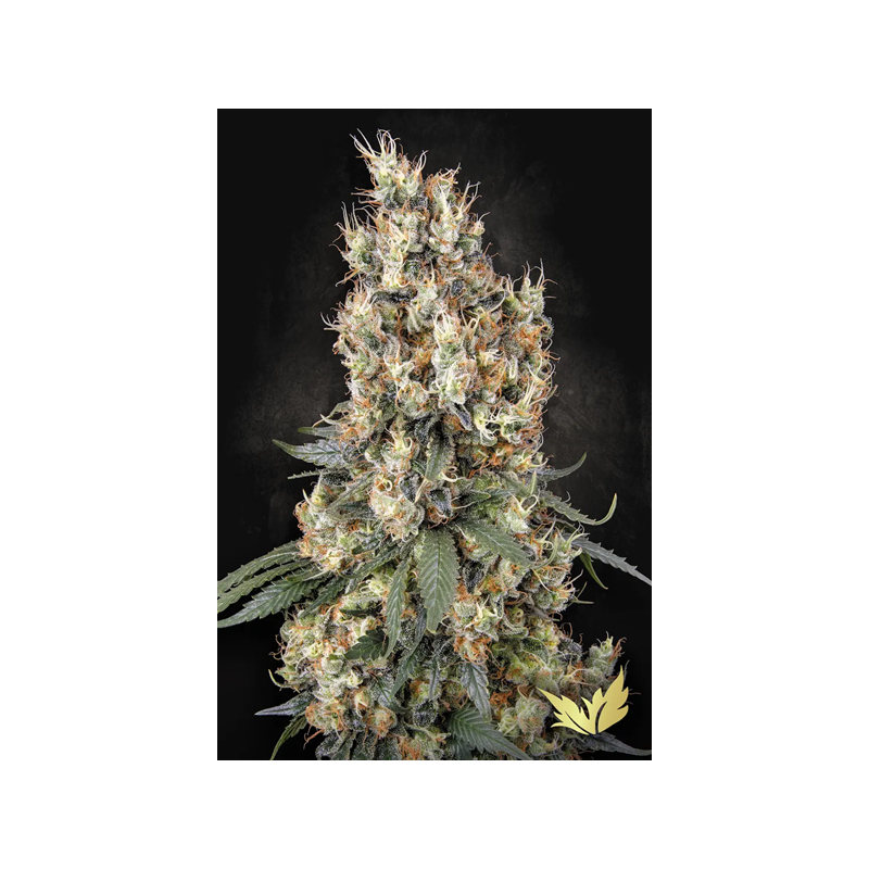 Mendocino Skunk - Paradise Seeds | Feminized Cannabis Seeds Mendocino Skunk - Paradise Seeds | Feminized Cannabis Seeds