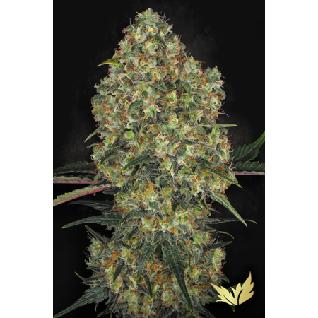 L.A. Amnesia - Paradise Seeds | Feminized Cannabis Seeds