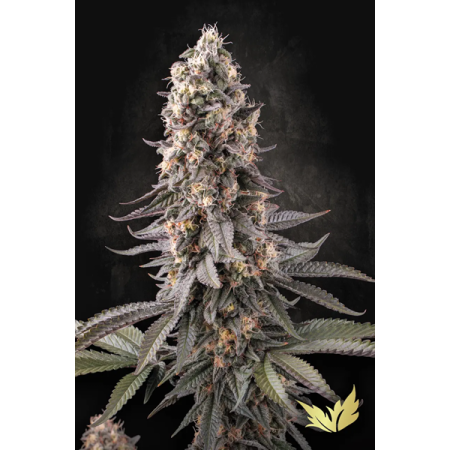 EL Dorado OG - Paradise Seeds | Feminized Cannabis Seeds