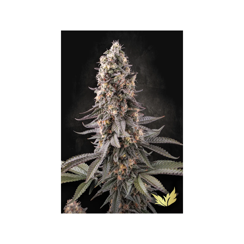 EL Dorado OG - Paradise Seeds | Feminized Cannabis Seeds EL Dorado OG - Paradise Seeds | Feminized Cannabis Seeds