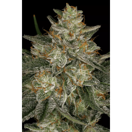 Dutch Kush - Paradise Seeds | Feminized Cannabis Seeds
