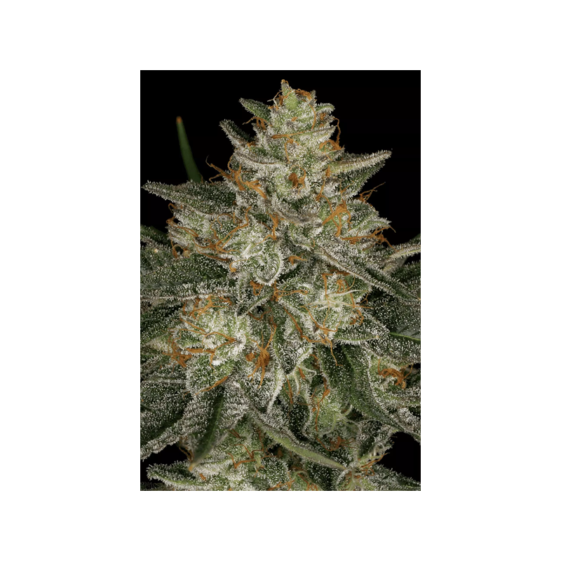 Dutch Kush - Paradise Seeds | Feminized Cannabis Seeds
