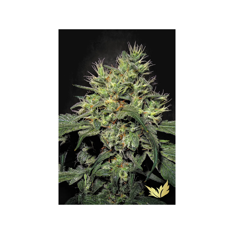Dutch Dragon - Paradise Seeds | Feminized Cannabis Seeds