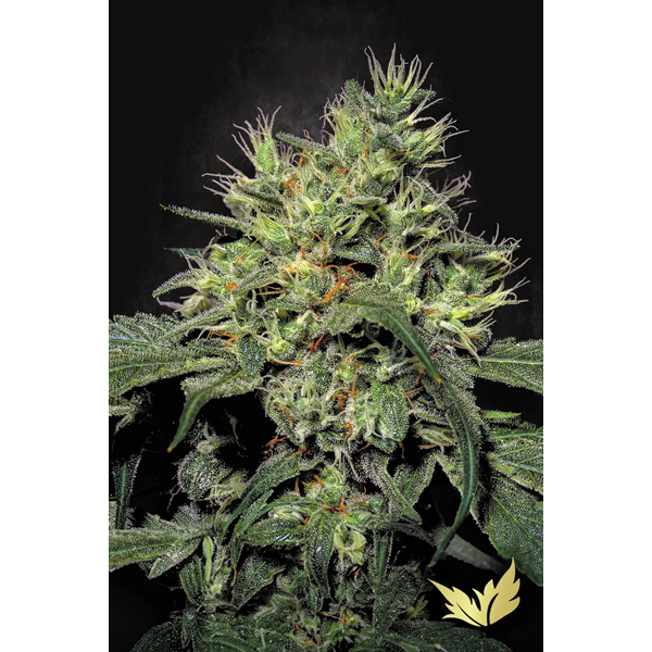 Dutch Dragon - Paradise Seeds | Feminized