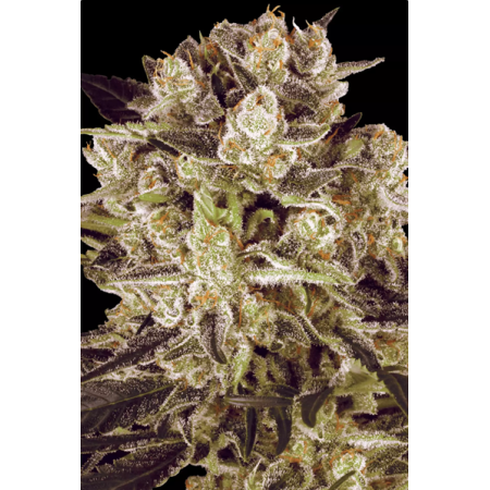 Durga Mata II - Paradise Seeds | CBD Cannabis Seeds