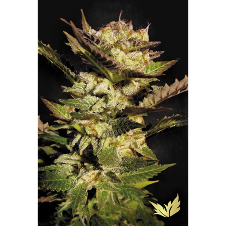 Durga Mata - Paradise Seeds | Feminized Cannabis Seeds
