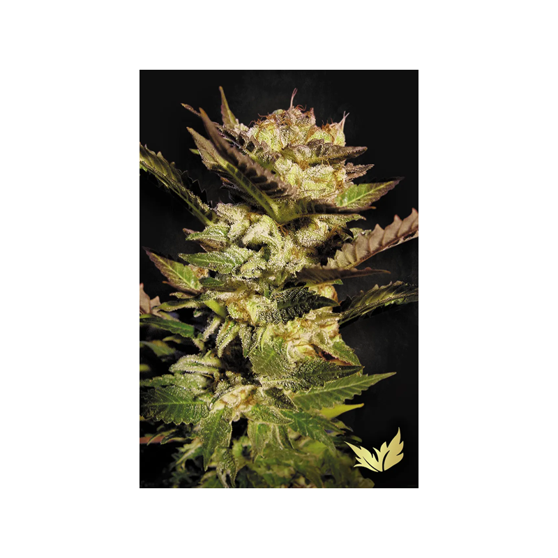 Durga Mata - Paradise Seeds | Feminized Cannabis Seeds Durga Mata - Paradise Seeds | Feminized Cannabis Seeds