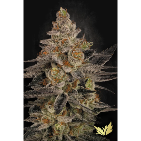 Chocolate Wafflez - Paradise Seeds | Feminized Cannabis Seeds