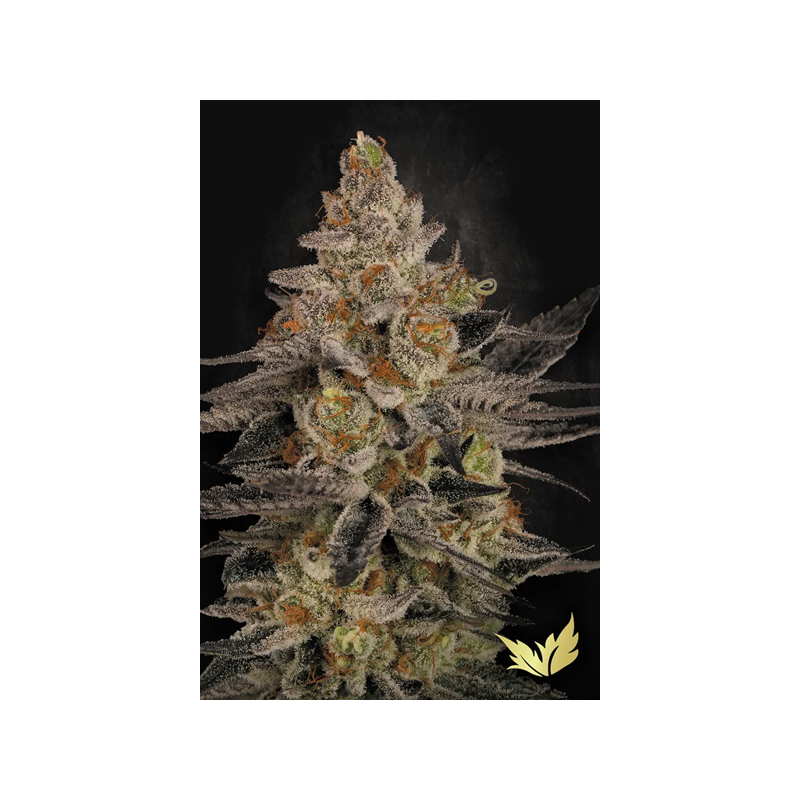 Chocolate Wafflez - Paradise Seeds | Feminized Cannabis Seeds Chocolate Wafflez - Paradise Seeds | Feminized Cannabis Seeds
