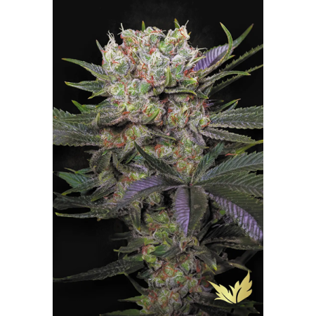 Californian Gold - Paradise Seeds | Feminized Cannabis Seeds