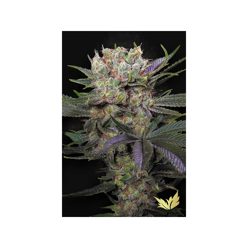 Californian Gold - Paradise Seeds | Feminized Cannabis Seeds Californian Gold - Paradise Seeds | Feminized Cannabis Seeds