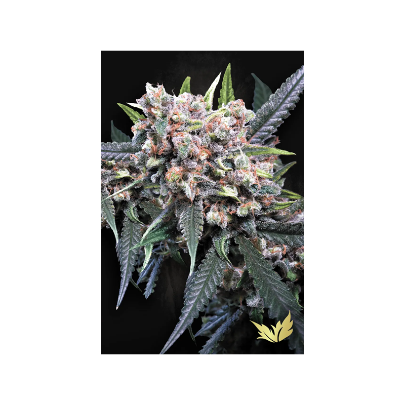 Wappa - Paradise Seeds | Autoflowering Cannabis Seeds Wappa - Paradise Seeds | Autoflowering Cannabis Seeds