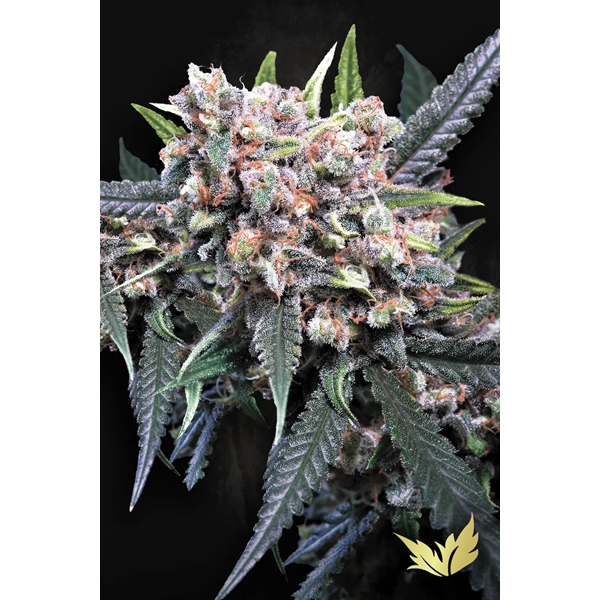 Wappa - Paradise Seeds | Autoflowering