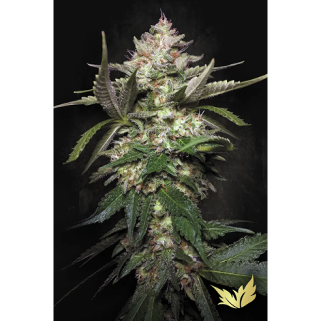 Kong 4 - Paradise Seeds | Autoflowering Cannabis Seeds
